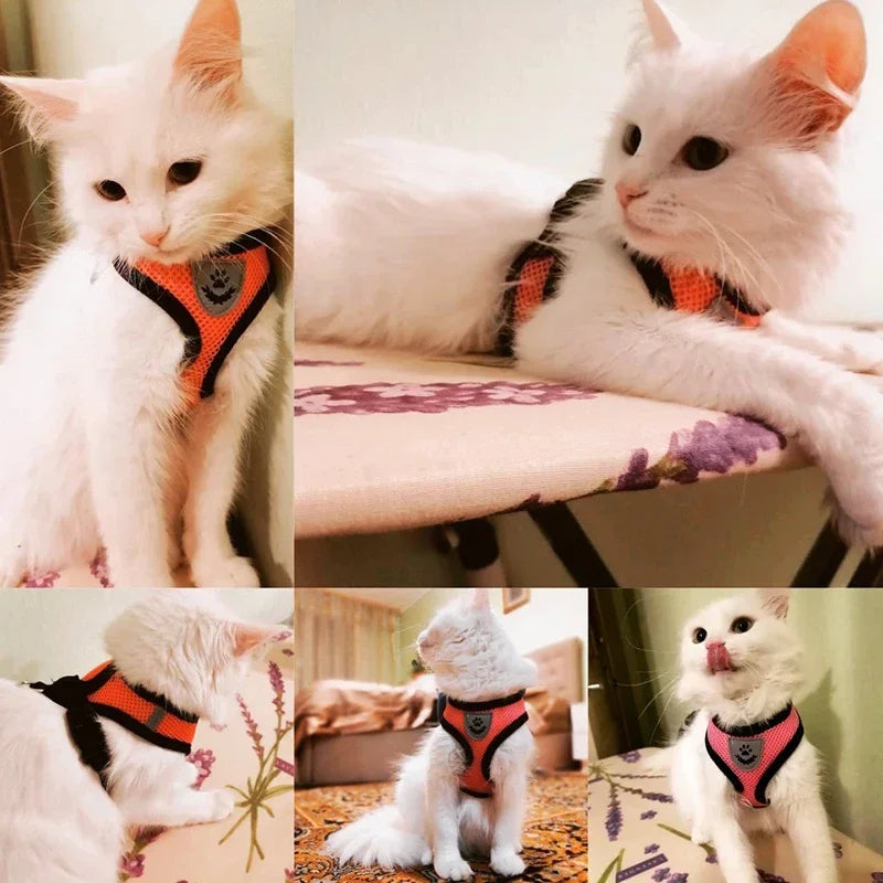 Cats Harness
